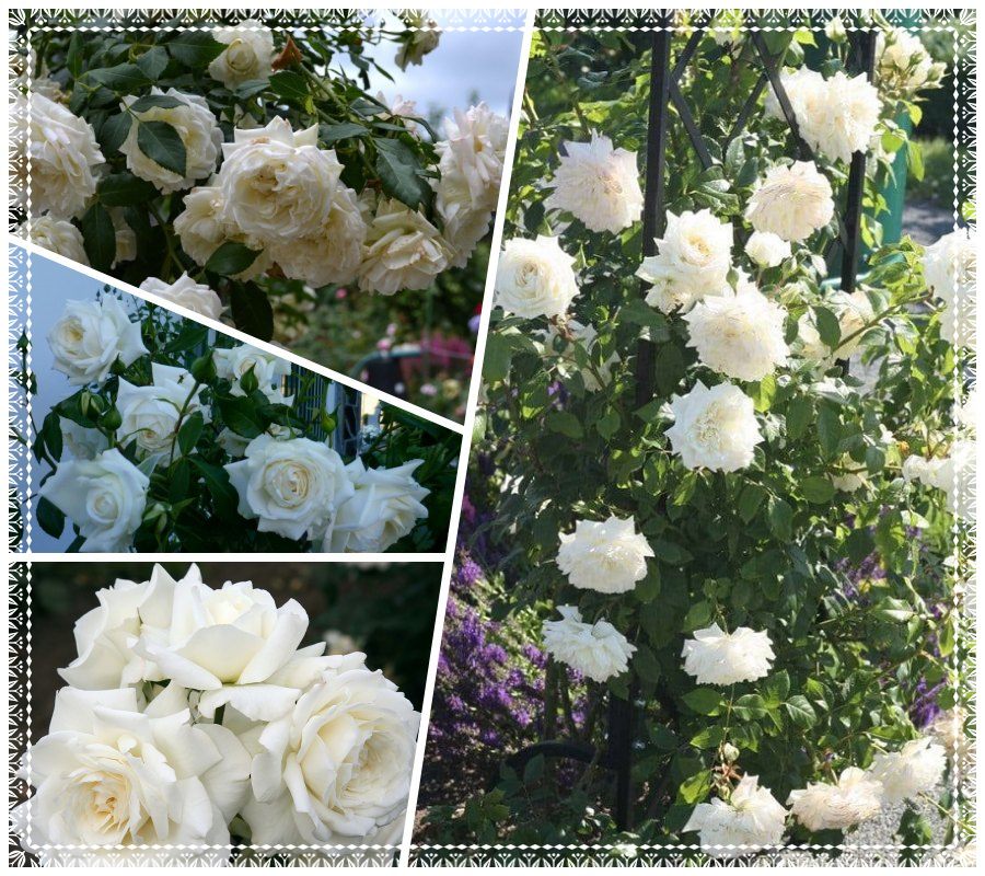 Alaska róża pnąca